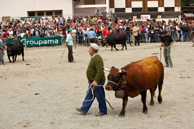 COWS FIGHTING, ARGENTIERE VILLAGE, HAUTE-SAVOIE, FRANCE