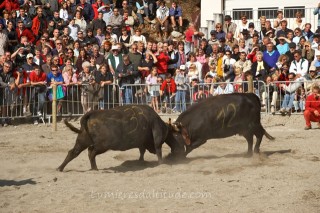 COWS FIGHTING, ARGENTIERE VILLAGE, HAUTE-SAVOIE, FRANCE