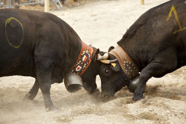 COWS FIGHTING, ARGENTIERE VILLAGE, HAUTE-SAVOIE, FRANCE