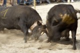 COWS FIGHTING, ARGENTIERE VILLAGE, HAUTE-SAVOIE, FRANCE