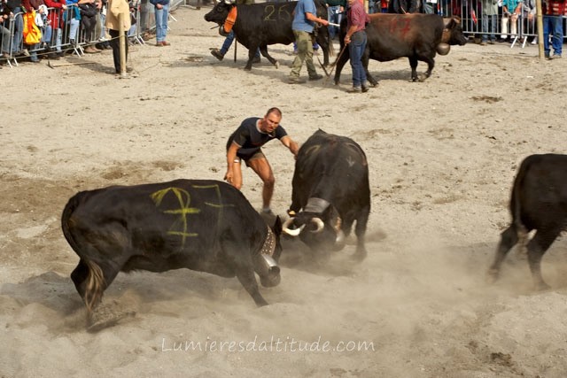 COWS FIGHTING, ARGENTIERE VILLAGE, HAUTE-SAVOIE, FRANCE