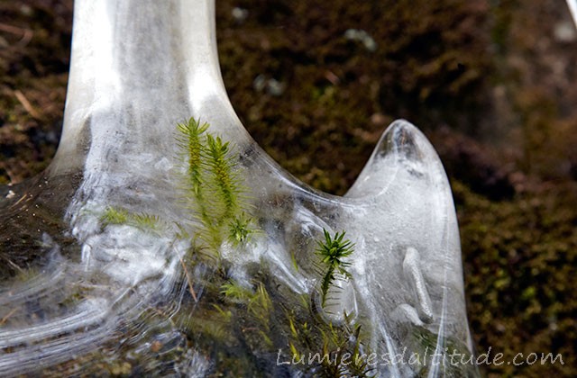 FEUILLES ET GLACE