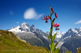 LYS MARTAGON ET AIGUILLE VERTE