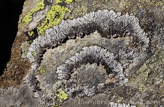 LICHEN SUR ROCHE