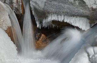 SCULPTURES DE GLACE, LE REQUIN