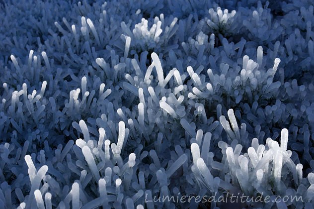 SCULPTURES DE GLACE, LE CORAIL