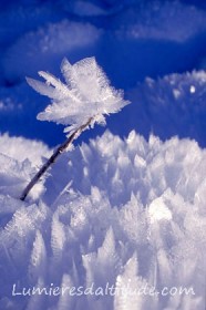 GIVRE, LE PAPILLON