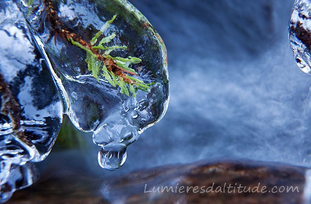 SCULPTURES DE GLACE, LA VIE ENGLACEE