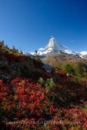 FALL COLORS AND CERVIN, MATTERHORN, VALAIS, SUISSE