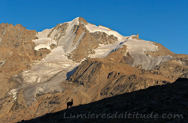 La face nord du Grand Paradis, Val d'Aoste, Italie