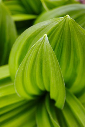 Harmonie verte, Chamonix