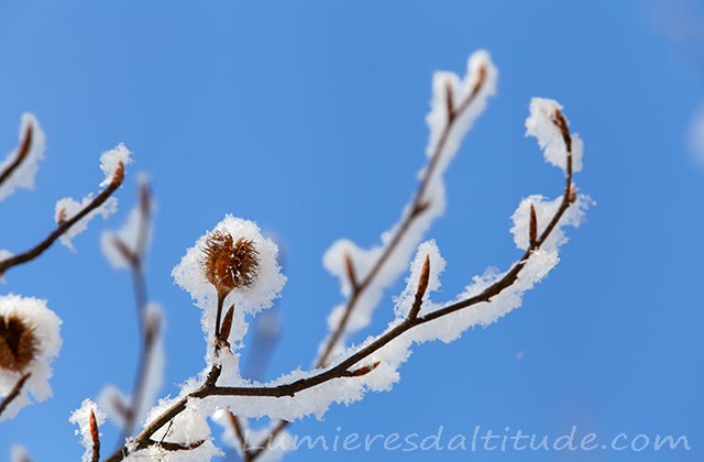 La grace du givre