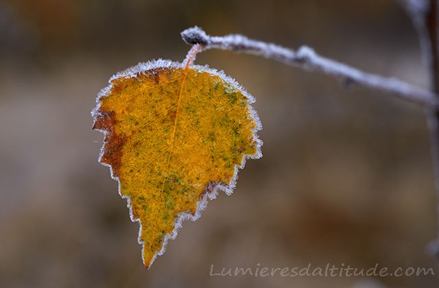 Couleurs d'autome, Val Ferret, Italie