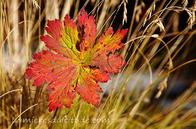 Couleur d'automne