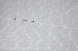 Traversee du glacier du Geant, Massif du Mont-Blanc, Haute-savoie, France