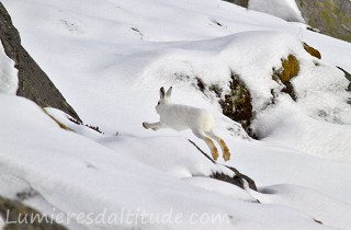 Lievre variable, Lofoten Norvege