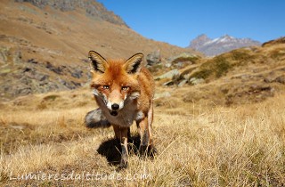 Renard, Grand Paradis, Italie