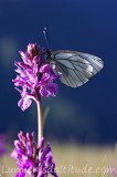 Papillon sur orchidee, Chamonix, France