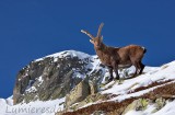 Bouquetins, Chamonix, France