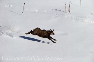 Chamois, Grand Paradis, Italie