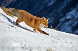 Renard, Grand Paradis, Italie