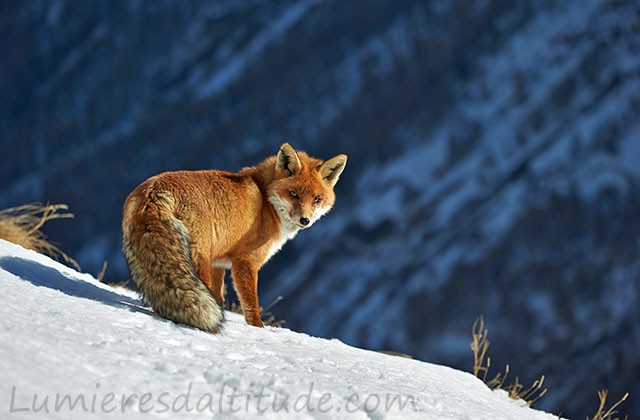 Renard, Grand Paradis, Italie