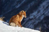 Renard, Grand Paradis, Italie