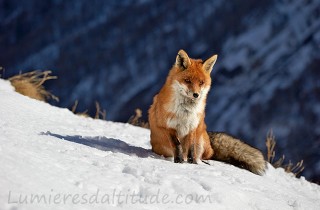 Renard, Grand Paradis, Italie