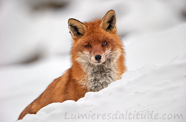 Renard, Grand Paradis, Italie