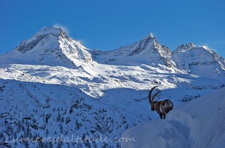 Bouquetins, Grand Paradis; Italie