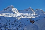 Bouquetins, Grand Paradis; Italie