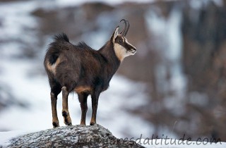 Chamois, Grand Paradis, Italie