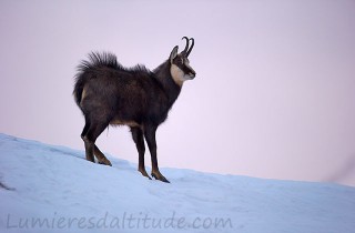 Chamois, Grand Paradis, Italie