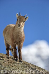 Bouquetins, Grand Paradis; Italie