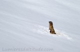 Marmotte, Grand Paradis, Italie
