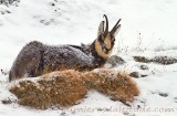 Chamois, Grand Paradis, Italie