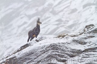 Chamois, Grand Paradis, Italie