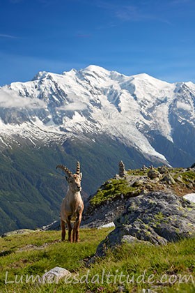 Bouquetins, Chamonix, France