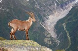 Bouquetins, Chamonix, France