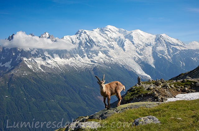 Bouquetins, Chamonix, France