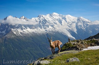 Bouquetins, Chamonix, France