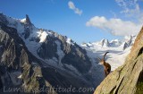 Bouquetins, Chamonix, France