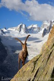 Bouquetins, Chamonix, France