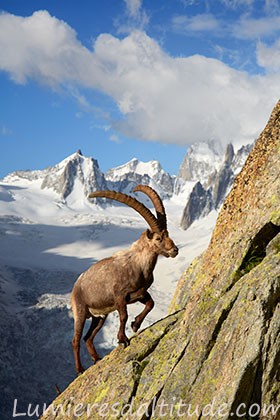 Bouquetins, Chamonix, France