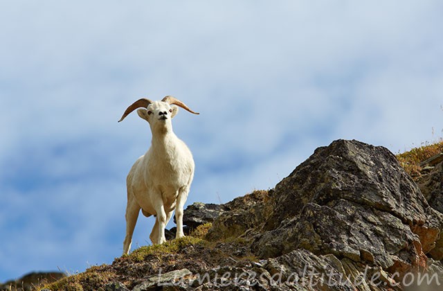 Mouflon de Dal, Denali, Alaska, USA