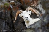 Mouflon de Dal, Denali, Alaska, USA