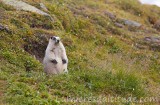 Marmotte, Denali, Alaska