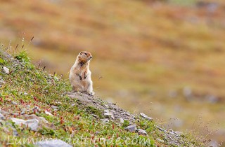 Ecureuil terrestre, Denali, Alaska, USA