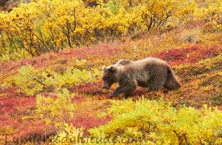 Grizzli, Denali, Alaska, Usa