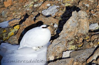 Lagopede, perdrix des neiges, Suisse